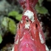 scorpionfish_leaf_ni_v_0012_pal0128.jpg